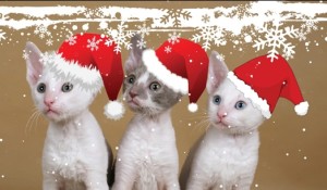 kitten-christmas-wallpapers